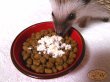 画像4: Anery ちーずぱうだー〈モモンガ・ハリネズミ〉いつものフードに一工夫、餌飽き対策、食が細い子にも (4)