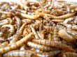 画像1: EXOTIC NUTRITION　ドライミルワーム〈フクロモモンガ・ハリネズミ〉昆虫を与えよう　人気の定番　乾燥ミルワーム (1)