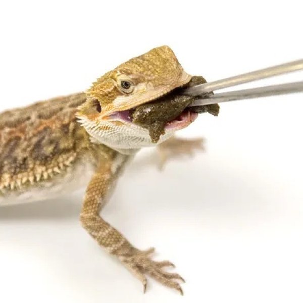 画像5: キョーリン フトアゴゲル フトアゴの主食 昆虫や野菜を食べる雑食系全般 (5)