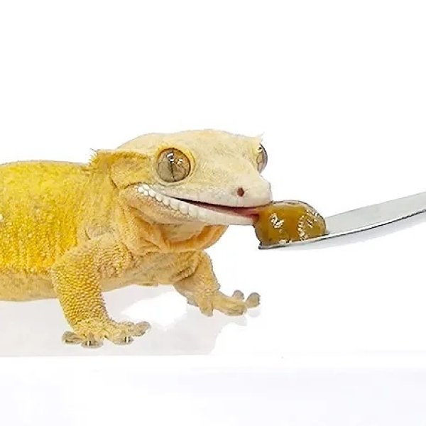 画像4: キョーリン クレスゾル クレステッドゲッコーを完全飼育 (4)